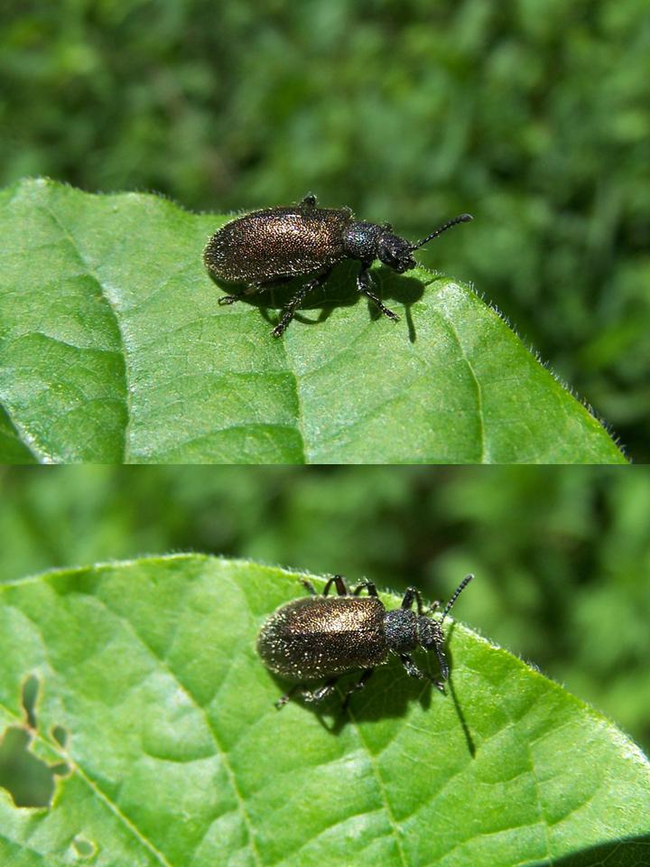 FIGURE 2 FIGURE 2